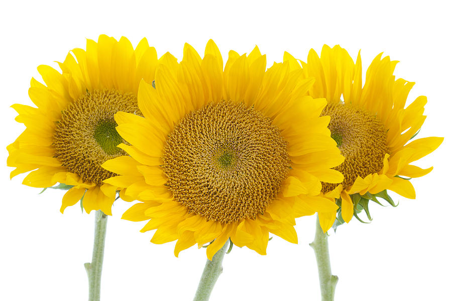 Sunflower Trio Photograph by Patty Colabuono
