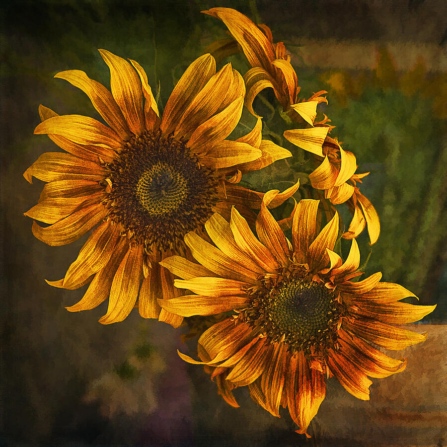 Sunflower Trio Photograph by Priscilla Burgers