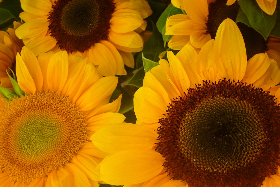 Sunflower Trio Photograph by Roger Mullenhour