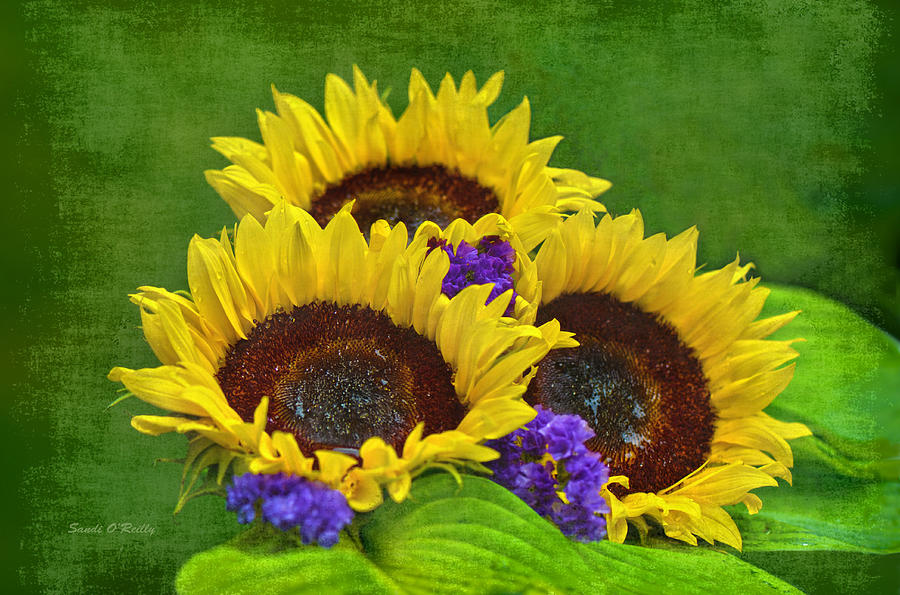 Sunflower Trio Photograph by Sandi OReilly