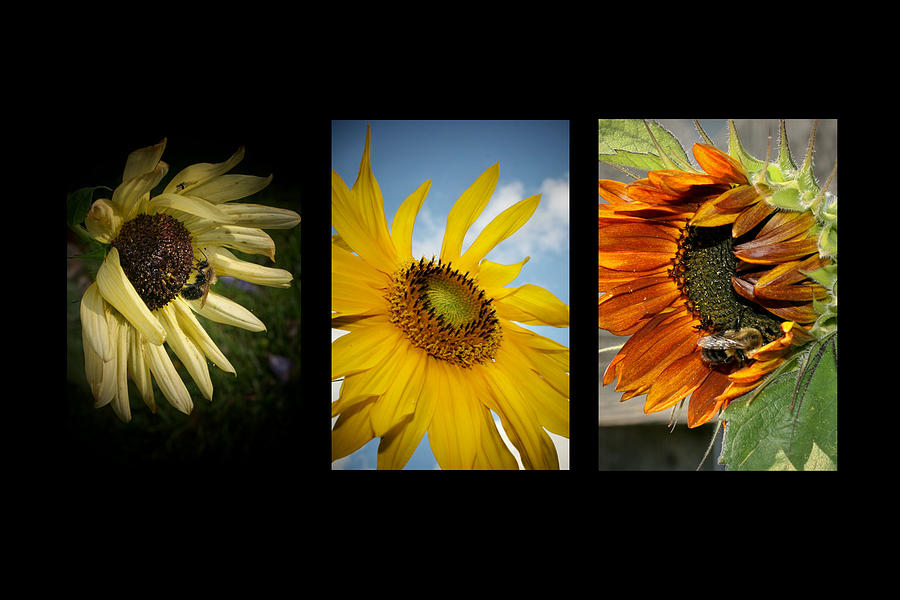 Sunflower Trio  Photograph by Susan McMenamin