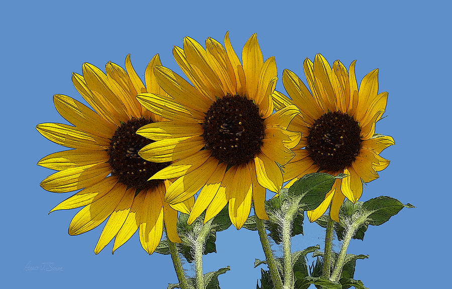 Sunflower Triplets Photograph by Robert J Sadler