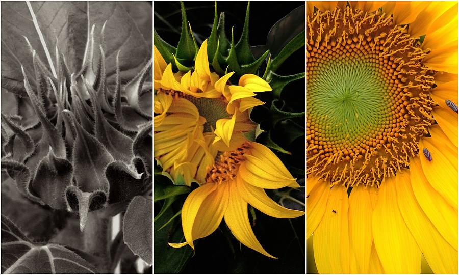 Sunflower-Triptych Photograph by Don Spenner