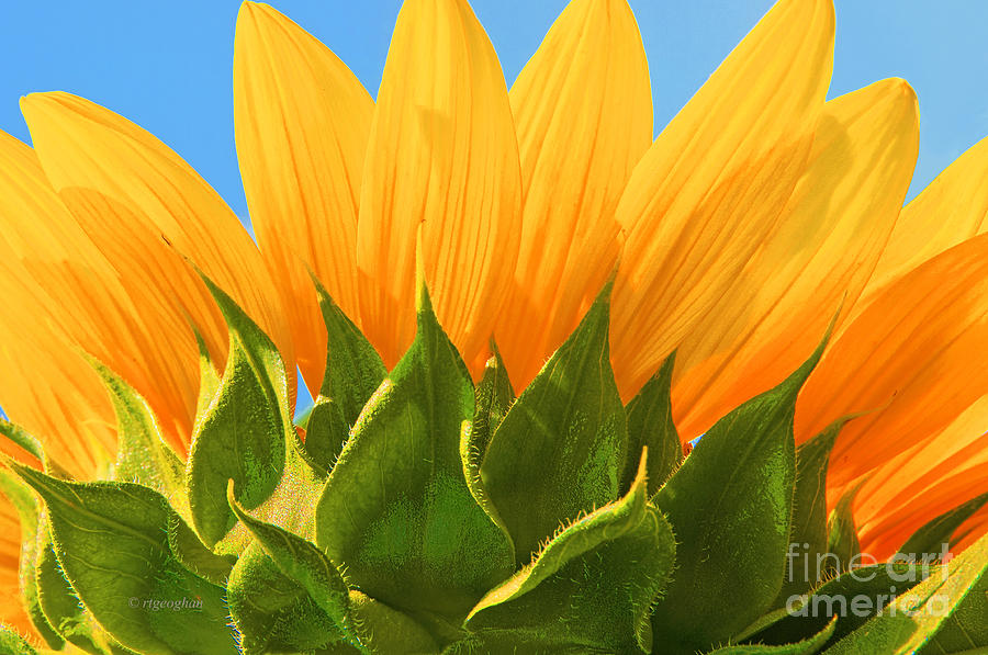 Sunflower Photograph - Sunflower Turnabout by Regina Geoghan