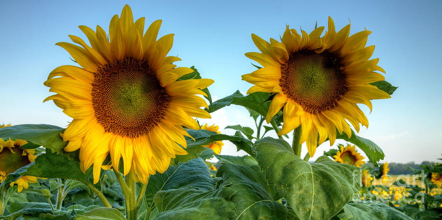 Sunflower Twins Photograph by Craig Holquist | Pixels