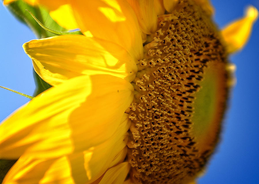 Sunflower Two Photograph by Chris Bordeleau