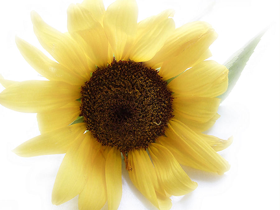 A Single Sunflower in Color Photograph by Louise Kumpf