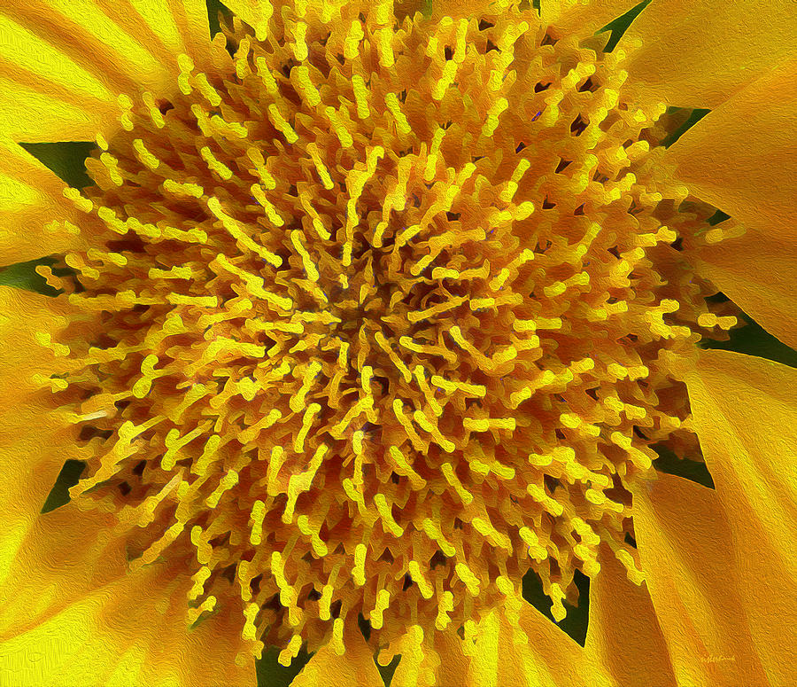 Sunflower Universe Photograph by Kathy Bassett