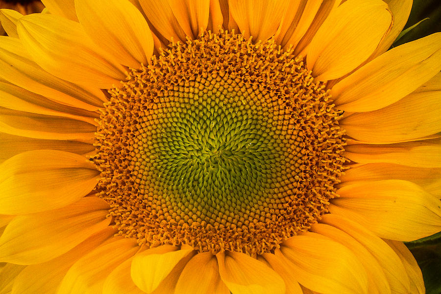 Sunflower Up Close  Photograph by Roger Mullenhour