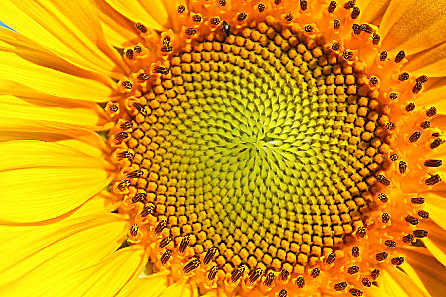 Sunflower Up Close Photograph by Suzanne DeGeorge