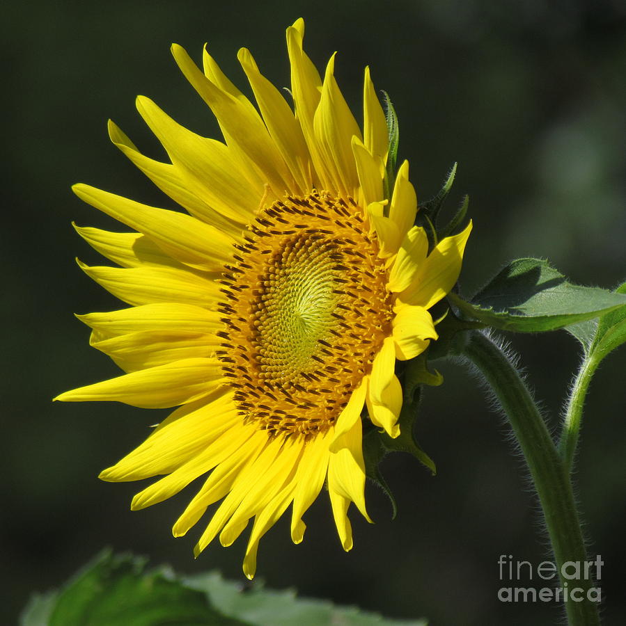 Sunflower V Photograph by Lili Feinstein