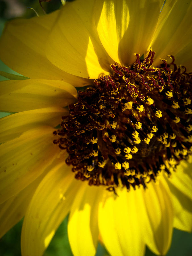 Sunflower V Photograph by Stacy Michelle Smith