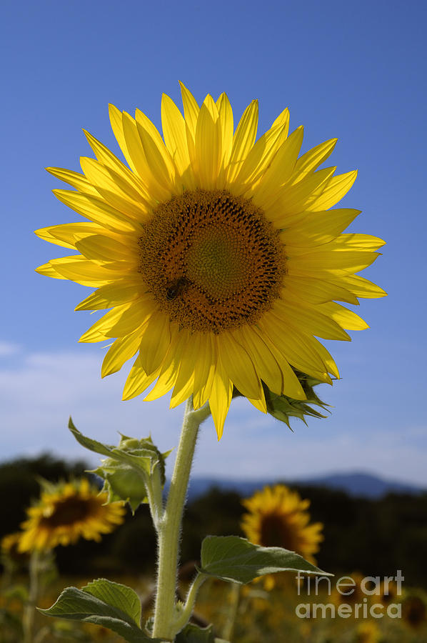Sunflower. Photograph by Vanessa D -