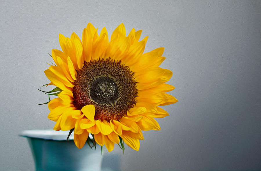 Sunflower Photograph by Veli Bariskan