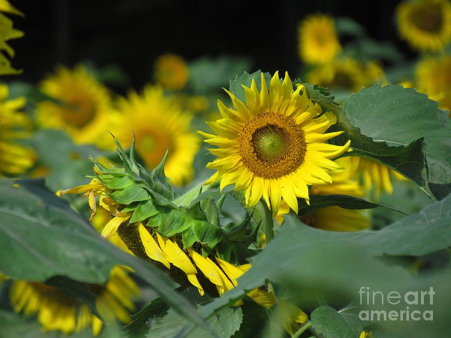 Sunflower VI Photograph by Lili Feinstein