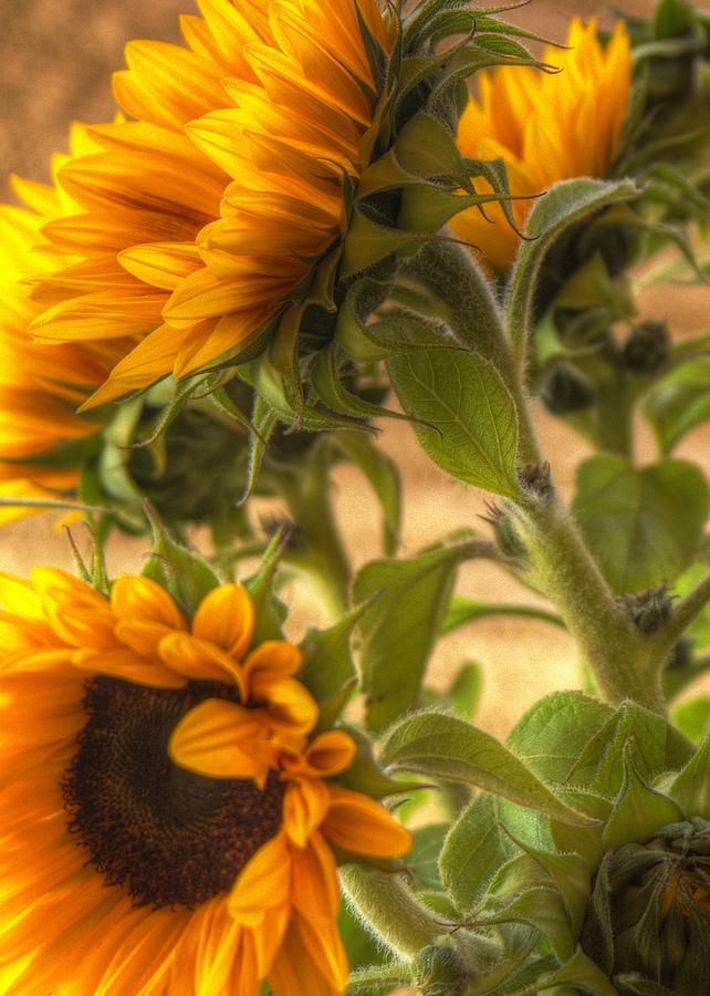 Sunflower Vibrance Photograph by Michael Hope