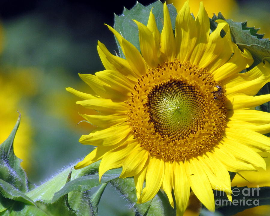 Sunflower VII Photograph by Lili Feinstein