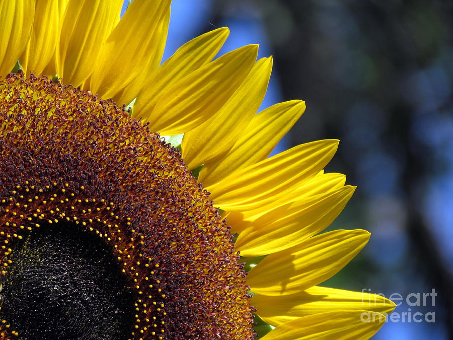 Sunflower VIII Photograph by Lili Feinstein