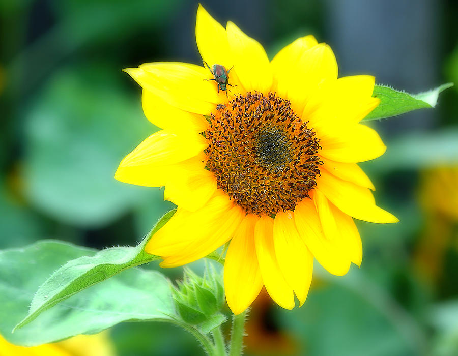 Sunflower Photograph by Virginia Folkman