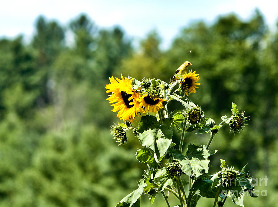 Sunflower Visitor Photograph by Cheryl Baxter