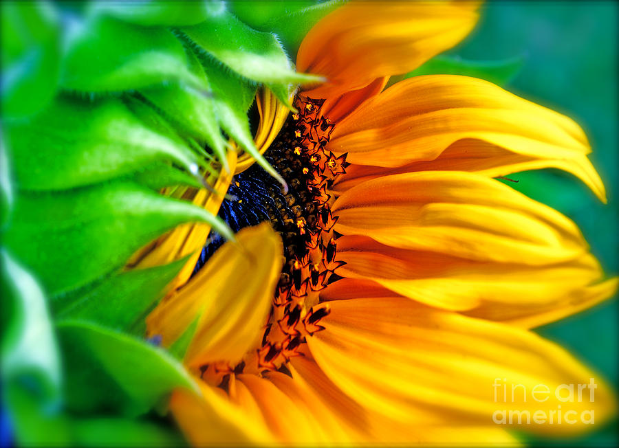 Sunflower Volunteer Good Morning Photograph by Gwyn Newcombe