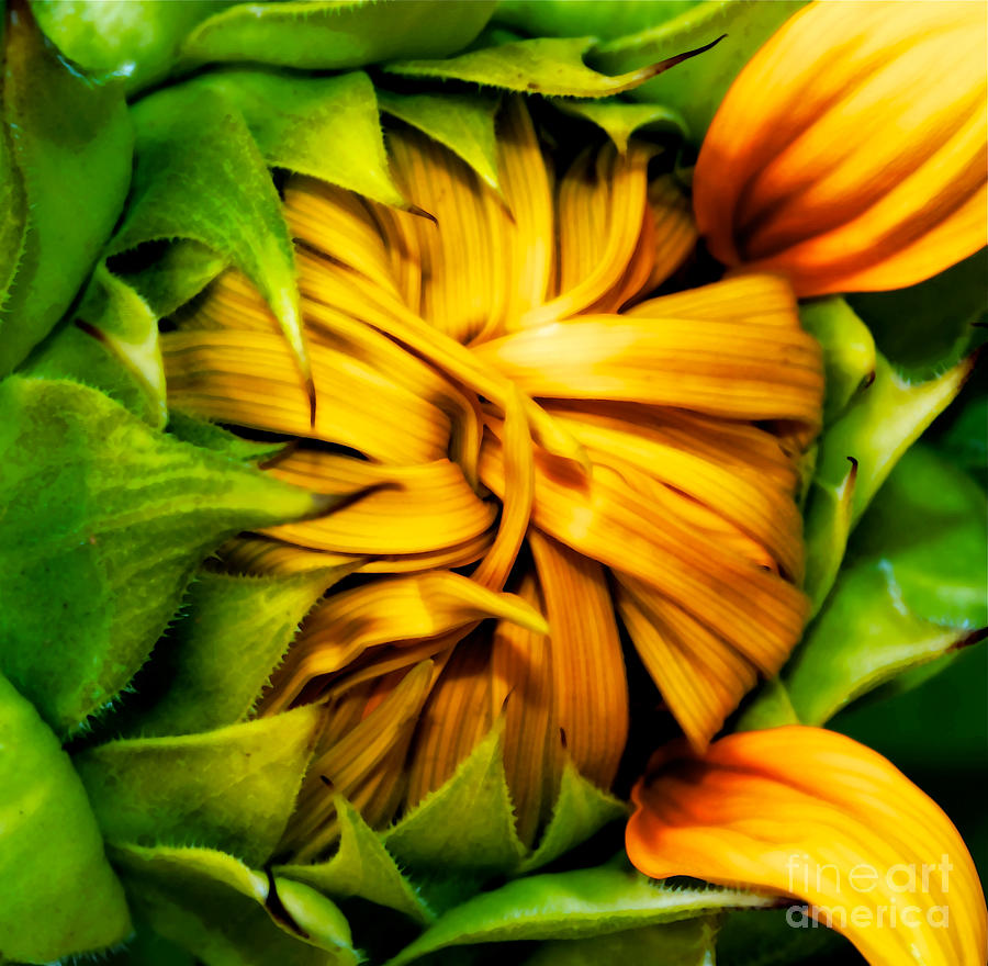 Sunflower Volunteer Photograph by Gwyn Newcombe