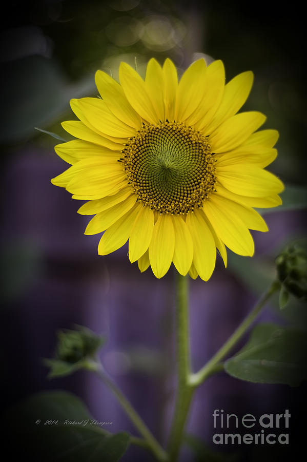 Sunflower vr. dwarf sunspot  Photograph by Richard J Thompson 