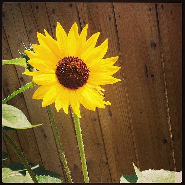 Summer Photograph - #sunflower #walkinghome #garden by Katrina A