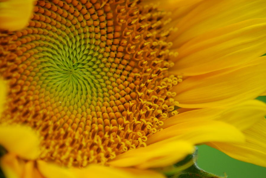 Sunflower Photograph by Wanda Jesfield