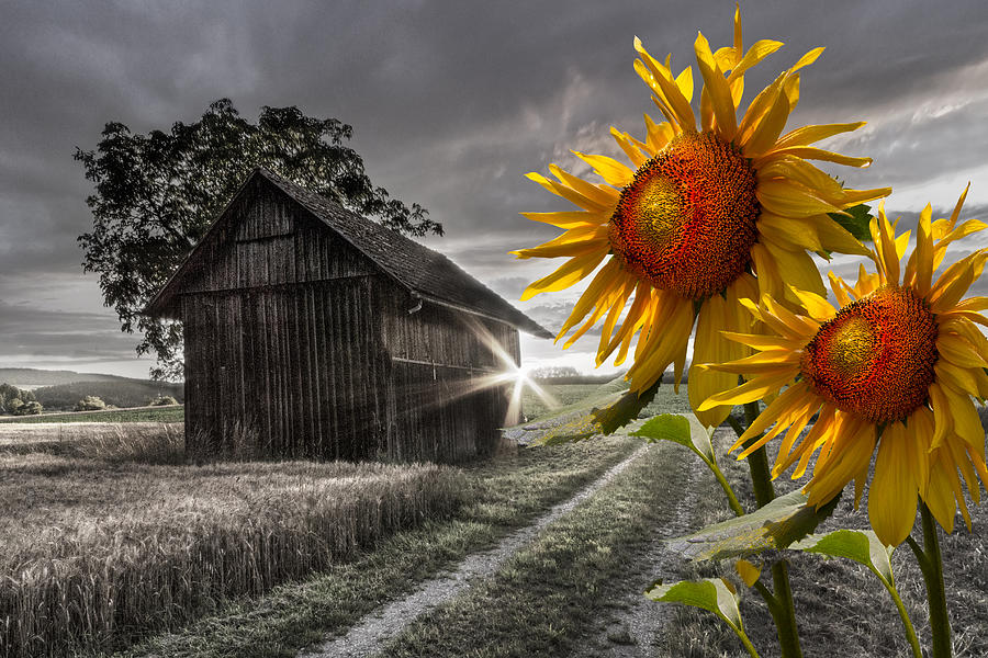 Barn Photograph - Sunflower Watch by Debra and Dave Vanderlaan