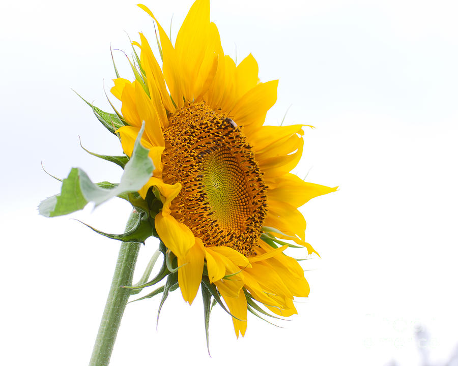 Sunflower Photograph - Sunflower by Wayne Valler