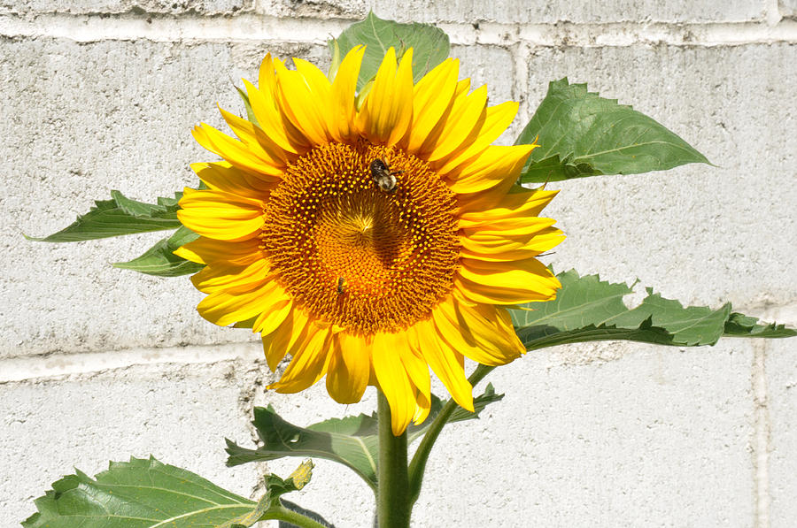 Sunflower with bee Photograph by Diane Lent