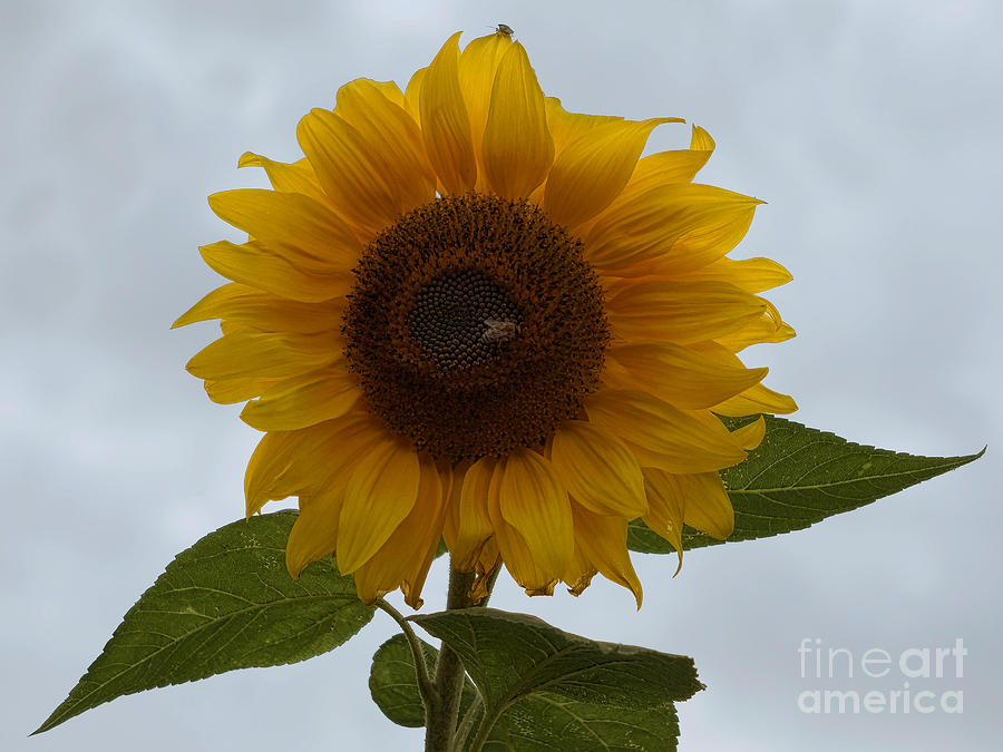 Sunflower with Bee Photograph by Inge Riis McDonald