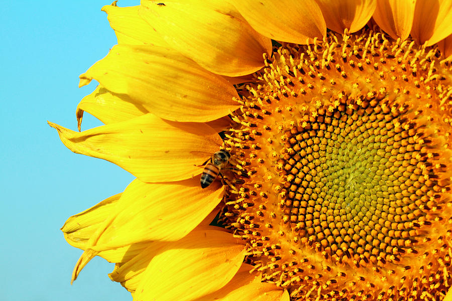 Sunflower With Bee - Photo by Susan Schroeder Sunflower With Bee - Photo by Susan Schroeder
