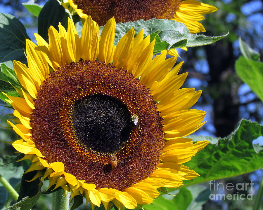 Sunflower with Bees III Photograph by Lili Feinstein