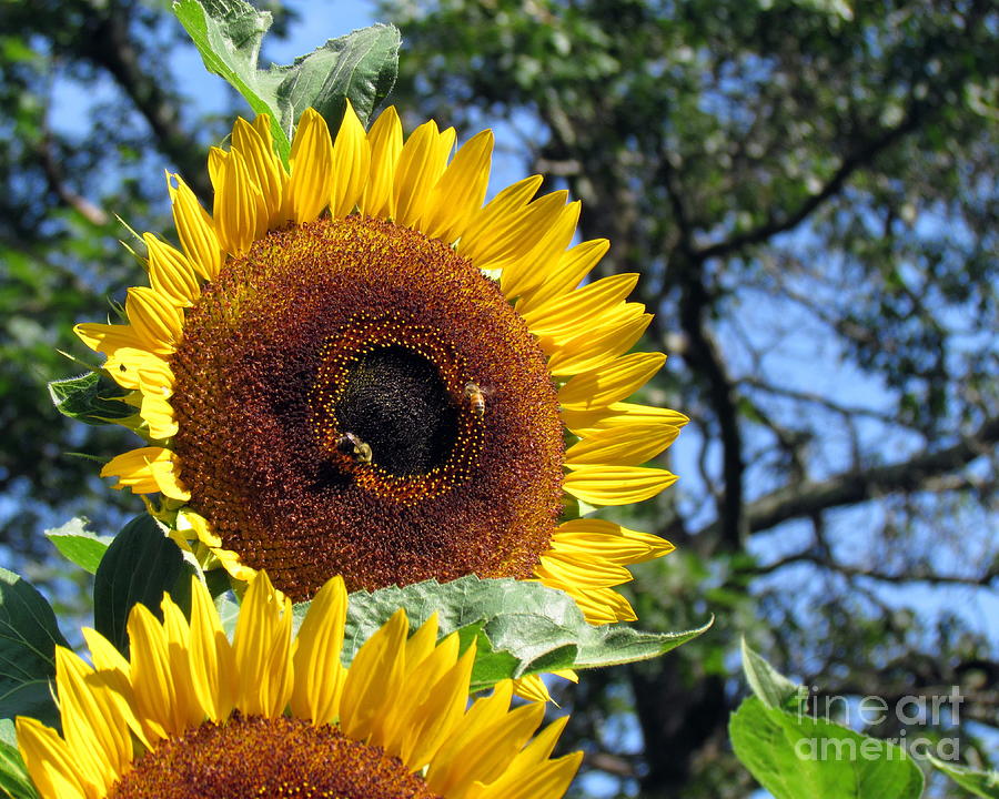 Sunflower with Bees IV Photograph by Lili Feinstein