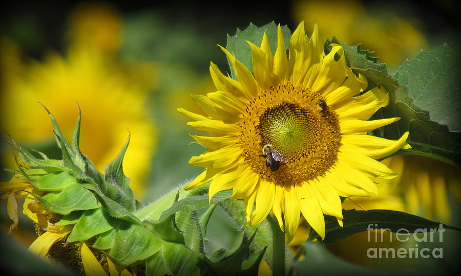 Sunflower with Bees Photograph by Lili Feinstein