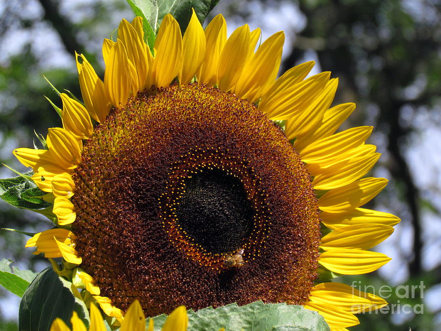 Sunflower with Bees V Photograph by Lili Feinstein