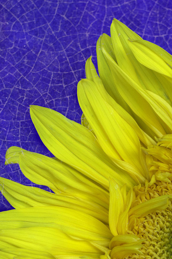 Sunflower Photograph - Sunflower with blue crazing by Jeanne Hoadley