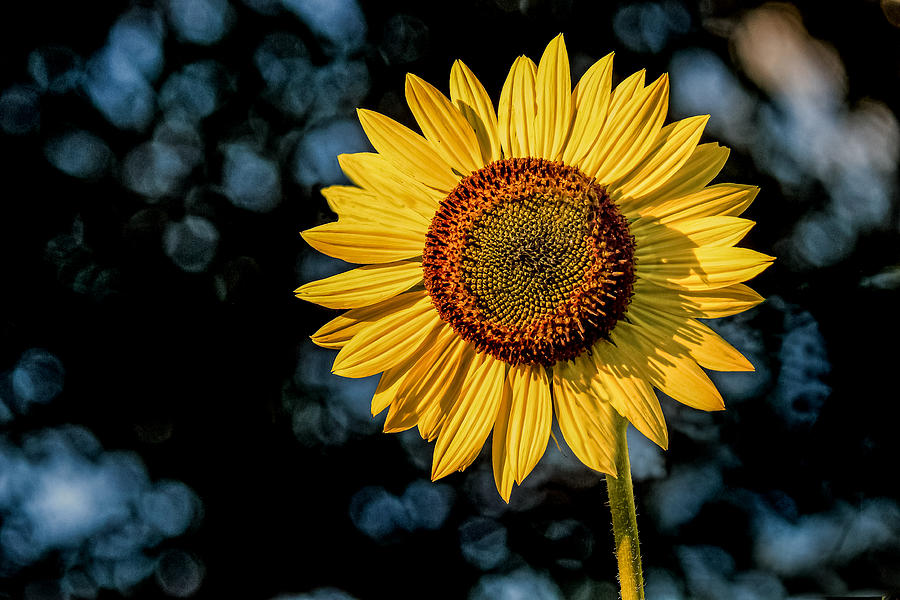 Sunflower with Bokeh Photograph by Jerry Gammon