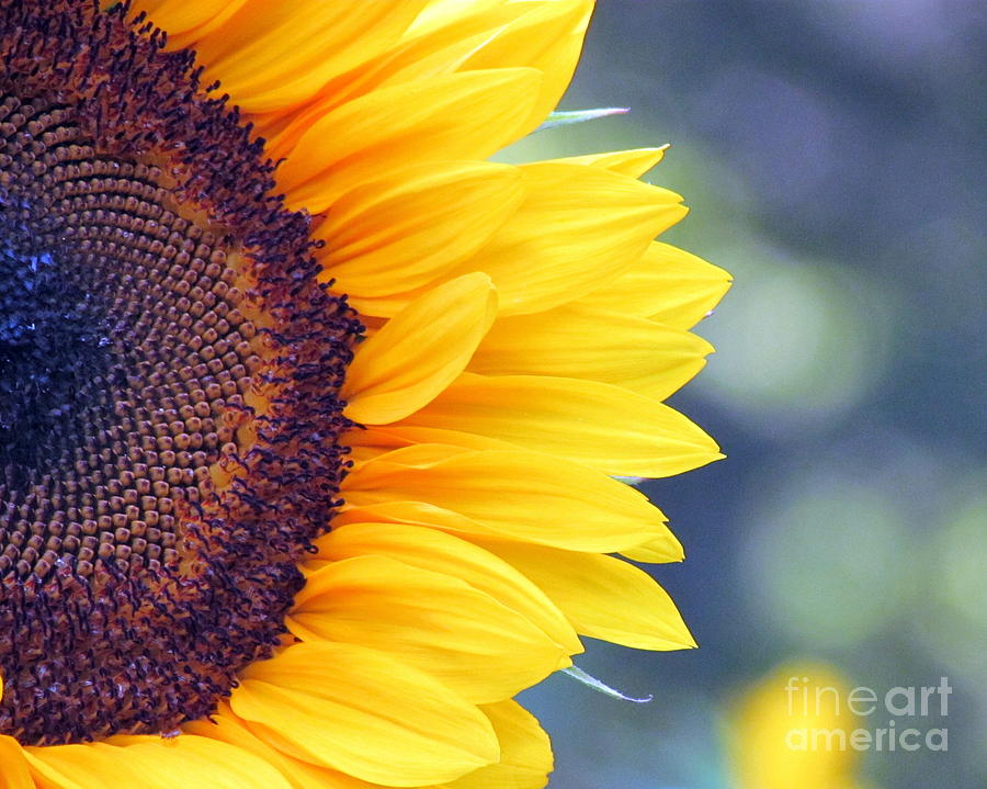 Sunflower with Bokeh Photograph by Lili Feinstein