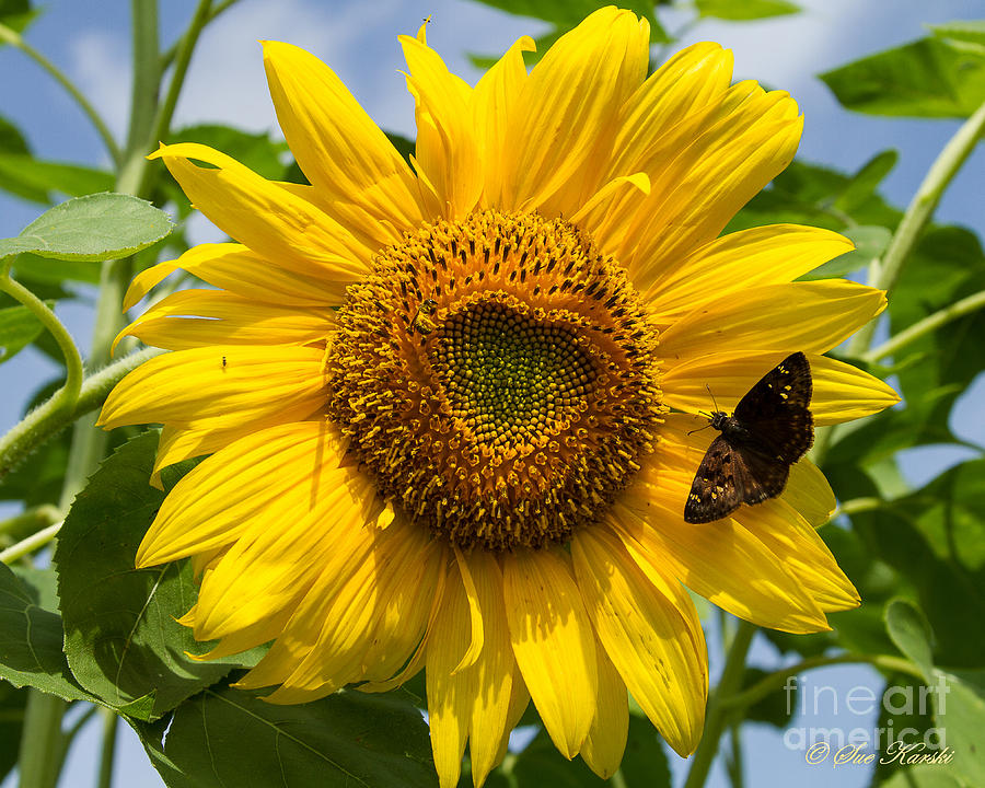 Sunflower with Butterfly Photograph by Sue Karski