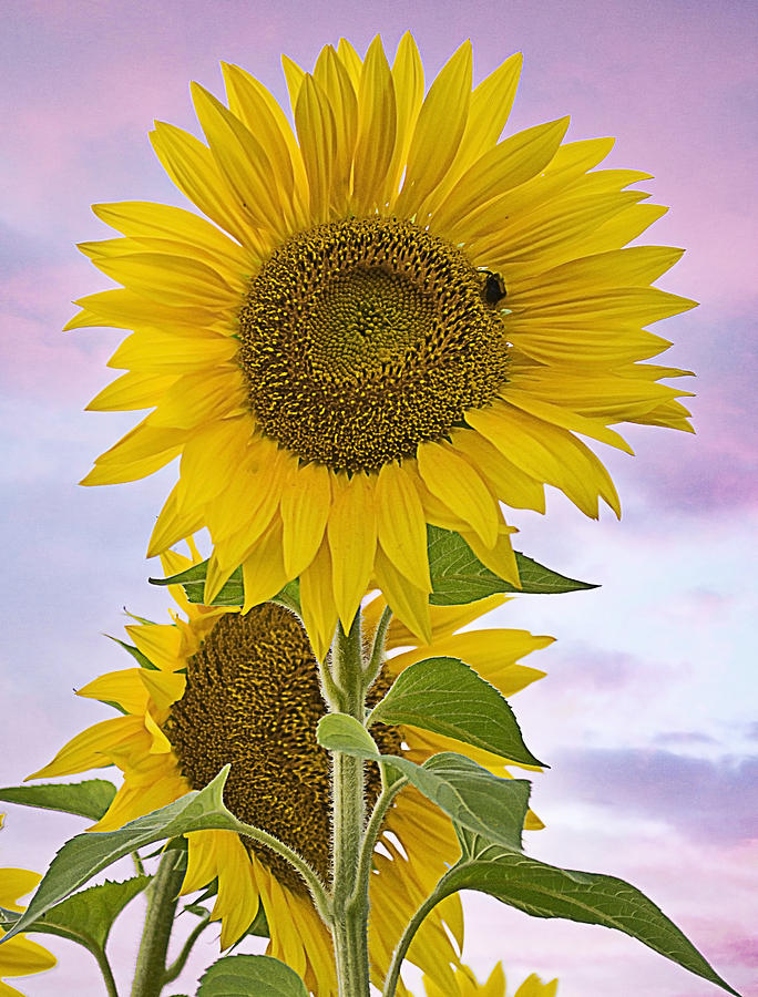 Sunflower Photograph - Sunflower with colorful evening sky by Jatin Thakkar