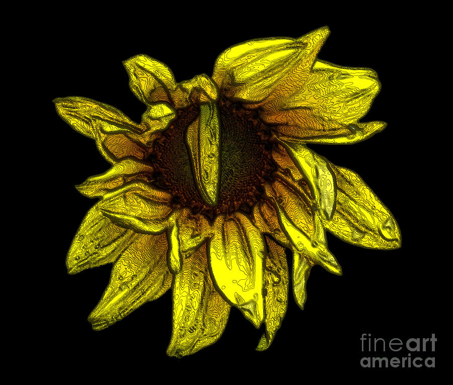 Sunflower With Contours Effect Photograph