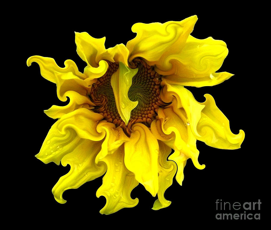 Sunflower with curlicues effect Photograph by Rose Santuci-Sofranko