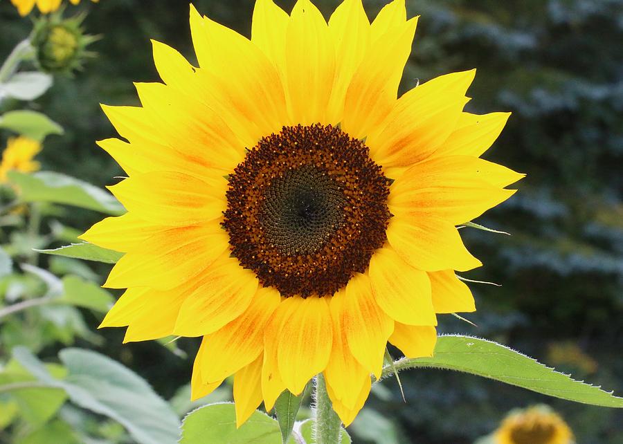 Sunflower with Dark Center Photograph by Lucinda VanVleck