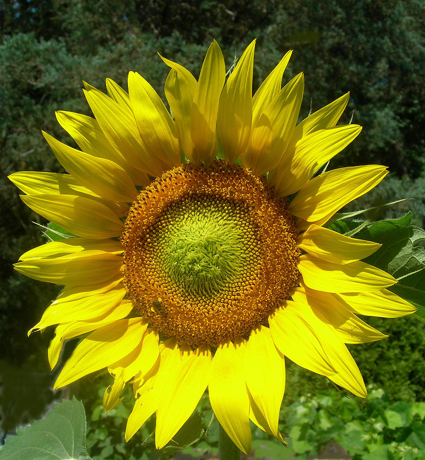 Sunflower with Fly Photograph by Melinda Saminski