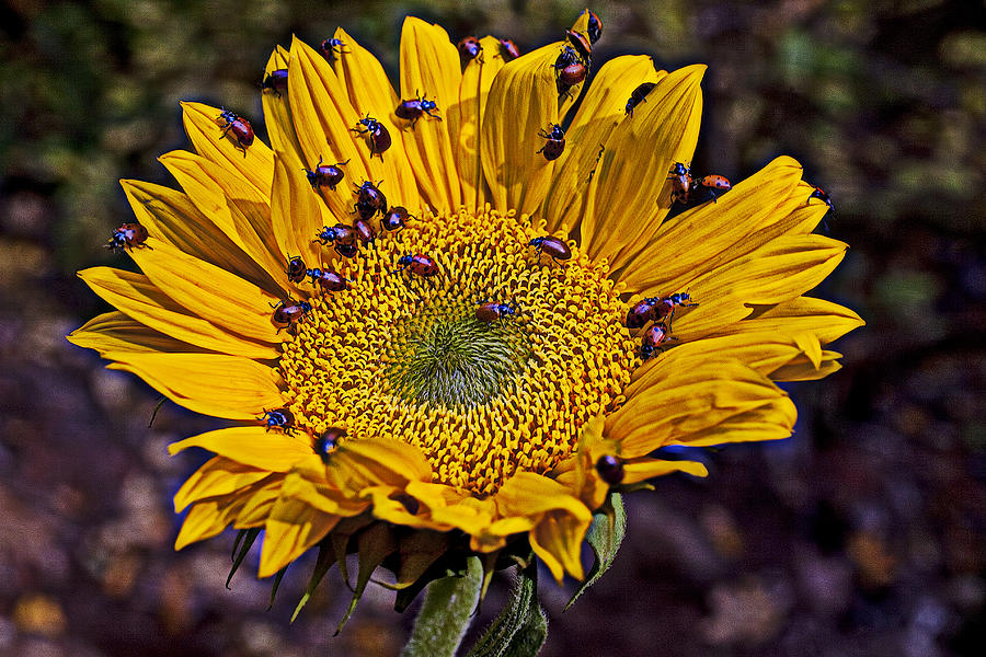Insects Photograph - Sunflower with ladybugs by Garry Gay