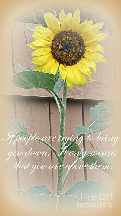 Sunflower With Quote Photograph by Kay Novy