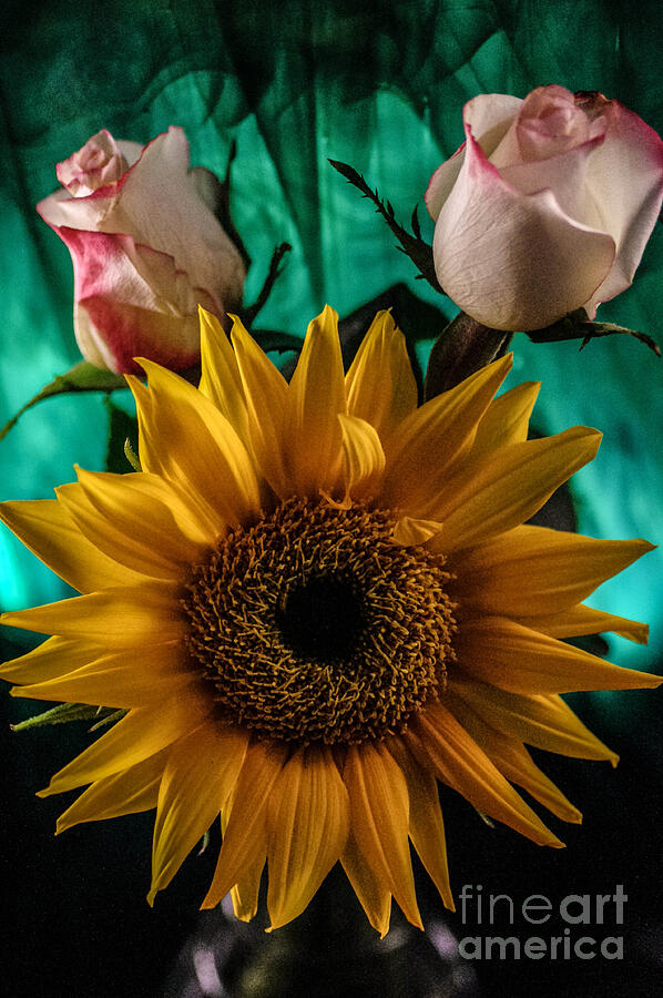 Sunflower With Roses Photograph by Gerald Kloss